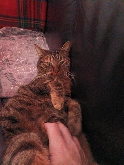 Qubit having her belly scratched