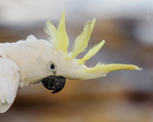 Head shot in profile of a sulphur-crested cockatoo with its crest raised.