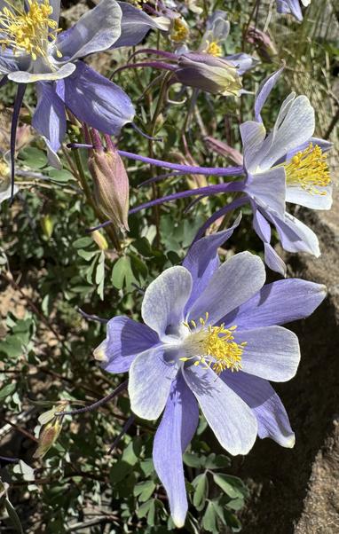 Blue and white columbine flowers