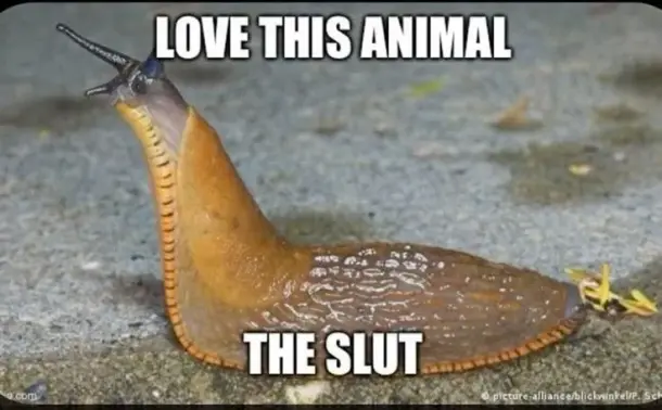 An image of a slug with the caption "I LOVE THIS ANIMAL. THE SLUT."