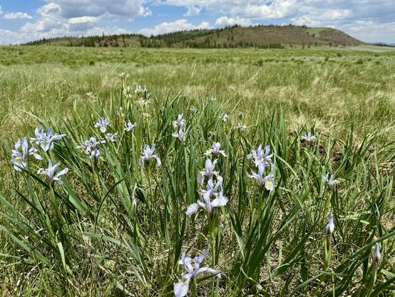 Light blue iris amidst grass near Spring Creek