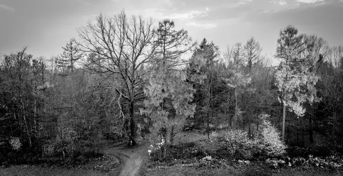 Einige Bäume - Schwarzweissfoto von Frank Schindelbeck
