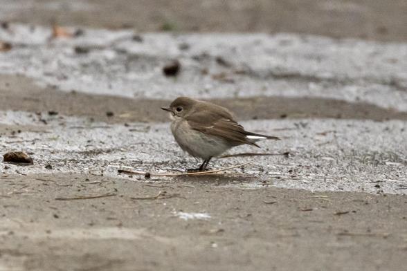 A Taiga Flycatcher stands on a concrete pavement covered with pine tree needle and pine drops. It looks puffy and round, as it is a cold day.