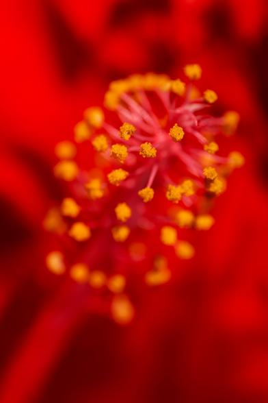 This is a macro nature photo I took of a red hibiscus with golden anthers. The crimson background petals create a velvety bokeh which makes the globular anthers pop like tobiko roe. Red and gold always makes me think of the approaching new year. In the Caribbean, these gorgeous flowers bloom throughout every season. While it’s cold outside, I often think of spring. Going through my flower gallery, I found this photo and haiku pairing to share today.

placeholder
hibiscus counts down
to springtime