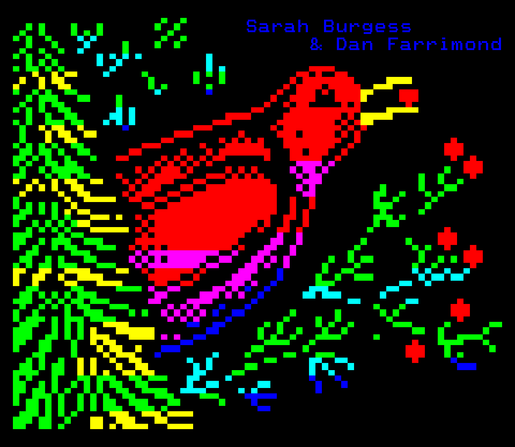 A hungry blackbird plucks red berries off from evergreen foliage.