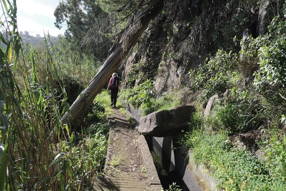 A levada, water canal, with a fallen tree and rock