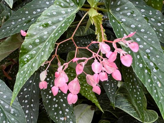 Close up of delicate pink seed pods on a begonia. The main stem branches off multiple times and at the end is a string of the pink pods. Behind them are the begonia leaves which are dark green with white spots. The leaves are long and somewhat slender.