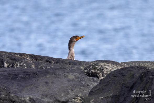 A gray-headed seabird with a large orange bill is seen from the neck up as it peers back as us from beyond seaside rocks.
