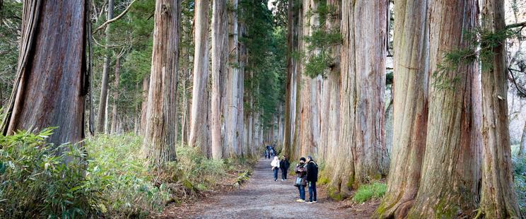 Anamorphic panoramic photo of the cedar at Togakushi Okusha, Nagano.