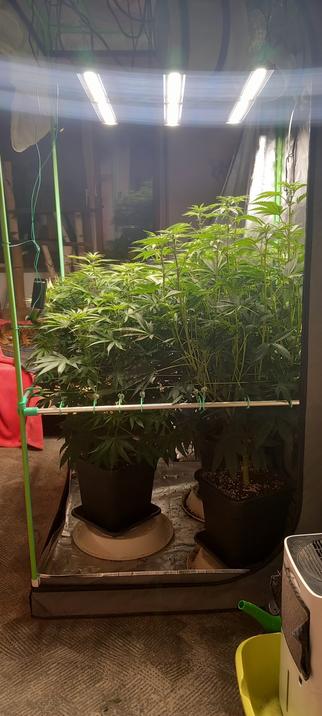 Blick in ein voll aufgeklapptes Growzelt wodurch die ca 1,5m hohen Cannabispflanzen voll zur Geltung kommen. 

Auf einer roten Decke sieht man im Hintergrund eine Bengalkatze liegen
