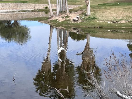 A serene scene featuring a body of water reflecting palm trees and the sky. An egret flies gracefully over the water, while a pair of ducks swim nearby. The background includes a grassy area and a stone wall.