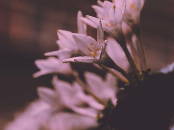 a side view of a cluster of small, white flowers