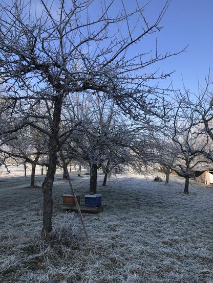 Eine vereiste Streuobstwiese mit vielen kahlen Ästen und zwei Bienenbeuten, eine blau, eine orange. Der Himmel ist klar.