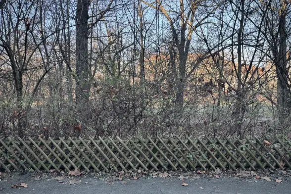A wooden fence with bleak shrubbery and trees of a local park behind it. Further in the distance the outline of city buildings in the low, wintery, mid-day sun.