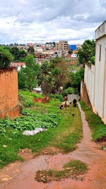 A narrow dirt path bordered by greenery leads downhill between a brick wall and a white fence in Antananarivo, Madagascar. Cows graze on the lush grass beside the path, with a mix of urban buildings visible in the background under a cloudy sky.