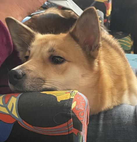 Islanninlammaskoira Eero lepää leuka tuolin selkänojalla