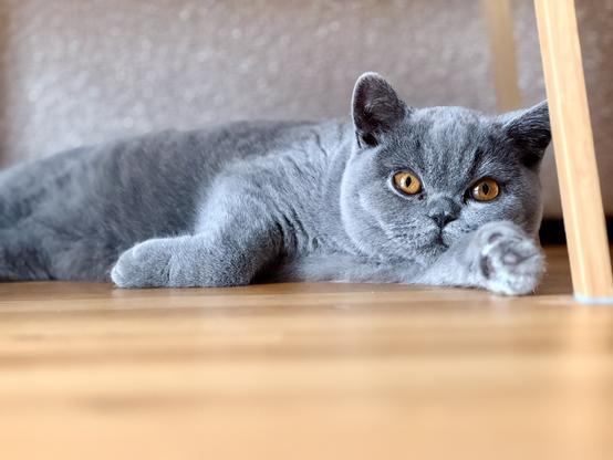 British Shorthair kitten laying on the floor