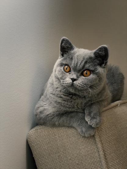 British Shorthair kitten on top of the couch