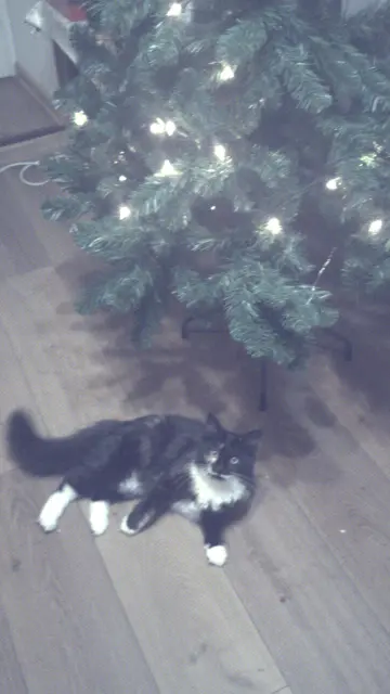 kitten lying under the christmas tree