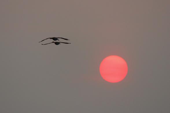 Sunset photo of two Canada geese with their wings outstretched in the upper left quadrant of the image and a pink sun in a plain smoky sky in the bottom right quadrant.