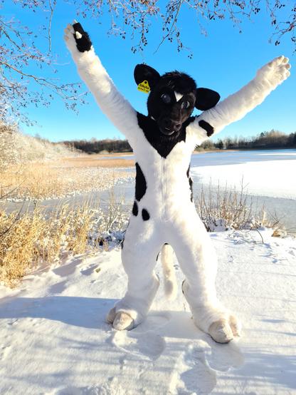 Black and white bovine fursuiter standing in the snow in front of a frozen over lakeshore and blue skies.
The fursuiter has their arms stretched up towards the sky in a happy gesture.