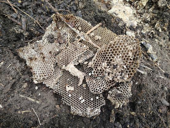 An empty yellowjacket nest on a pile of compost. Some of the chambers are still plugged, never to birth a child.