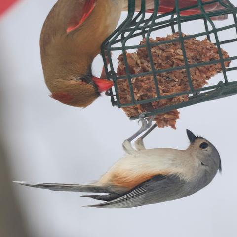 Cardinal and Tufted Titmouse at the birdfeeder