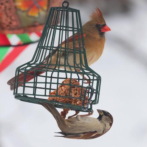 Cardinal and House Sparrow at the birdfeeder