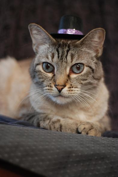 A lynx point Siamese, lounging on his stomach, looking handsome and brooding while wearing a small black bowler hat with a sparkly purple band around it. The backdrop to the photo is dark.