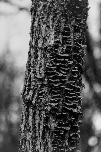 Nikon F100 | Kodak XX 250 | Shot at 1600 | Developed in XTOL
A tree covered in lichen