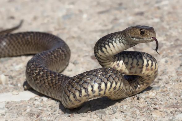 Una serpiente, en una imagen de archivo (Getty Images / RooM RF)