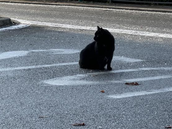 A fat black cat sits utterly unbothered in the middle of the road, in between the T and O of the big “stop” that I’d written in white letters on the asphalt