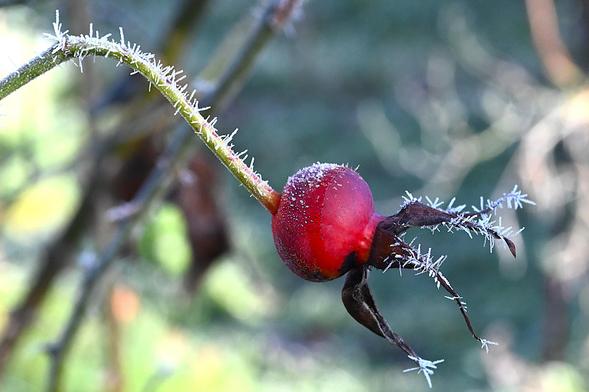 Fruit de rosier d'un rouge un peu sombre. Le fruit est parsemé de petites pointes de givre, on dirait des petites épines blanches
