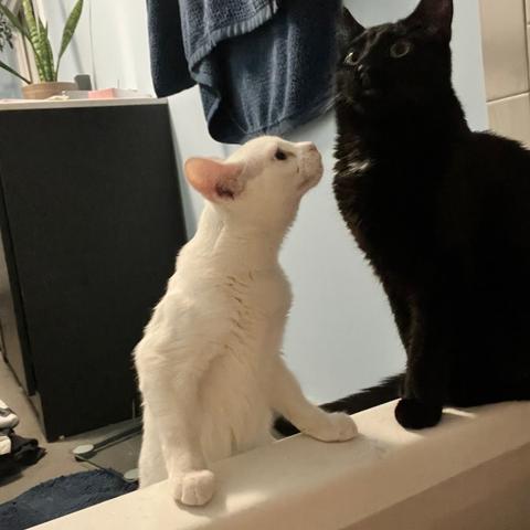 a white kitten looks at a black cat who is heroically sitting on the edge of a bath tub