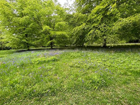 A grassy clearing is surrounded by tall, leafy trees with dense green canopies. The ground is covered in a mix of grass and low vegetation, dotted with small clusters of purple wildflowers. The area appears open and quiet, with filtered light passing through the branches, creating a soft contrast between sunlit patches and shaded areas beneath the trees. In the distance, the tree line continues, giving the impression of a peaceful parkland or managed woodland setting.