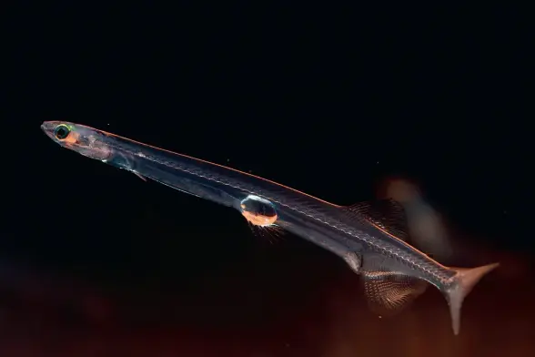 photo of a tiny translucent fish