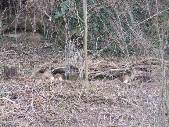 Mit viel Zoom fotografierte liegende Rehe, drei Stück. Sie liegen auf einem flachen Stück des Hangs, der relativ braun und nur mit etwas grün bewachsen ist.