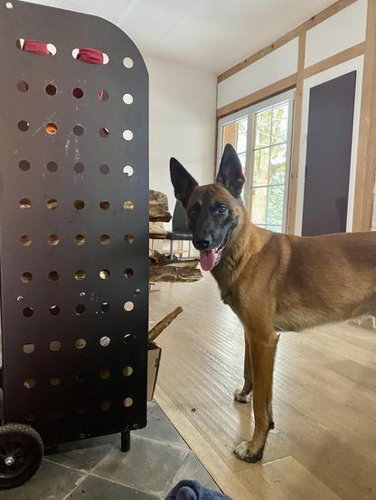 Malinois Loki steht mit gespitzten Ohren und Denkfalte auf der Stirn vor dem Holzregal aus schwarzem Metall, das man nur von der Seite sieht, aber vorne sieht man Holzscheite raus aus stehen.