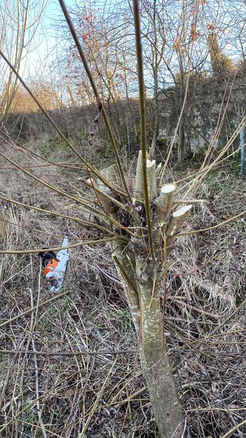 The same row with the first tree reduced in height to about two and a half feet above the ground. Some small whips remain which can be the beginning of next season’s growth.