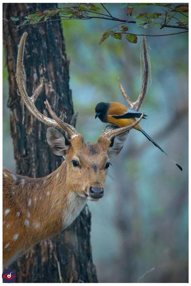 a male deer looking towards the photographer, there's a bed with long tail perched on its antler. 

the deer's fur is brown-orange and there are white spots. the neck os white. 

there are strands visible on the antler. 

a biird, mostly orange in color with blackhead and neck, and black wing feathers and tail feather. 

behind them there is a tree just out of focus.