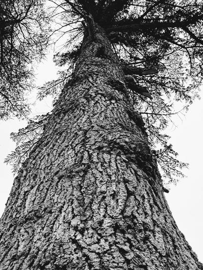 Monochrome picture of large pine tree trunk viewed from low angle looking upward; deeply fissured rough bark texture tapers toward top; dark branches with pine needles silhouette against bright overcast sky; partial view of second tree canopy visible in upper left corner of frame
