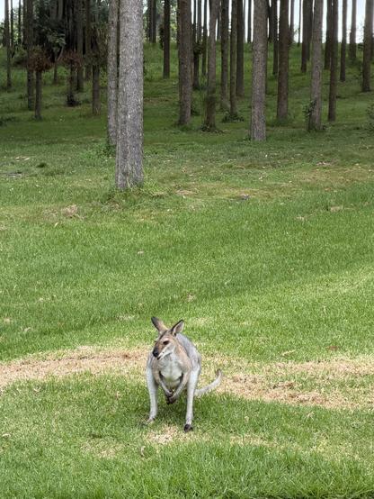 A male wallaby sits on green grass eating pellets. Behind him is forest.