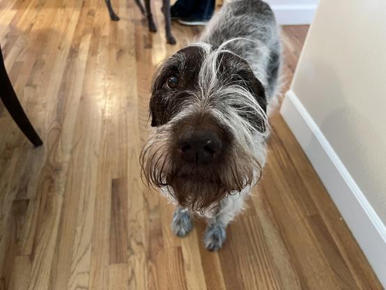 A Griffon dog with dark brown hair and gray highlights. One of its eyes is obscured by messy hair. It looks like a muppet, i.e. not exactly real.