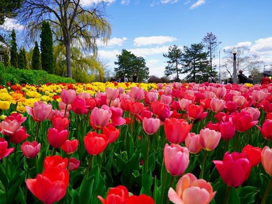 Rows of tulips red pink and yellow with a blue sky trees in the background and a few white clouds.