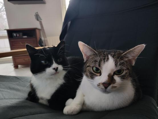 Die beiden Kater Phips und Sammy liegen gemeinsam eng aneinander auf einem Sessel