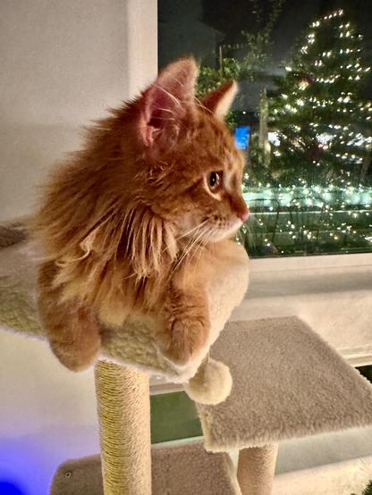 Closeup of a long-hair orange kitten sitting on the top of a cat tree gazing at the Christmas tree while the tree and its lights are reflected on the window glass behind the tree. It's dark, so the lights show up well.