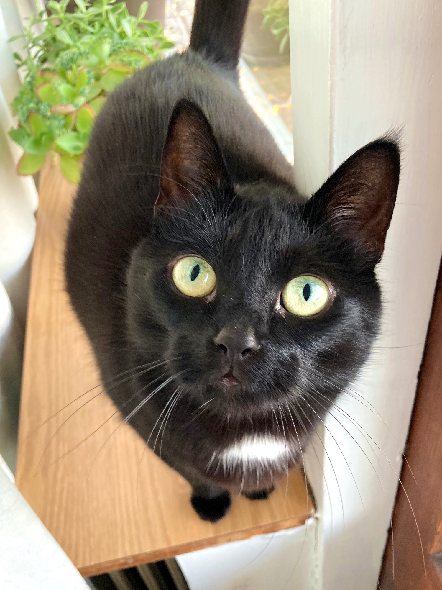 A black cat with a white spot looks curiously at the camera.