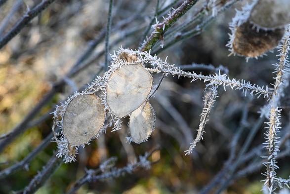 Photographie de gousses de monnaie du pape entièrement givrée sur son pourtour, l'effet est merveilleux, ambiance hivernale garantie !