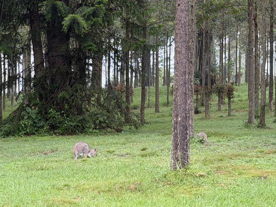 A female wallaby with a bulging pouch and her joey from last year graze on grass in the forest