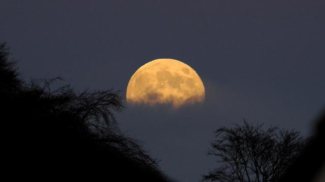 A full moon rising, its upper half visible above clouds. At the bottom left and right if the picture treetops are seen in profile. The moon is an orange/yellow colour, with its dark seas (maria) clearly visible.